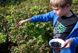 Junge pflückt Brombeeren im Ferienpark Feather Down De Zeekraal Terschelling in Friesland, Niederlande.