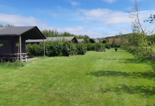 Groene camping met safaritenten en picknicktafels bij Feather Down De Zeekraal Terschelling in Friesland, Nederland.