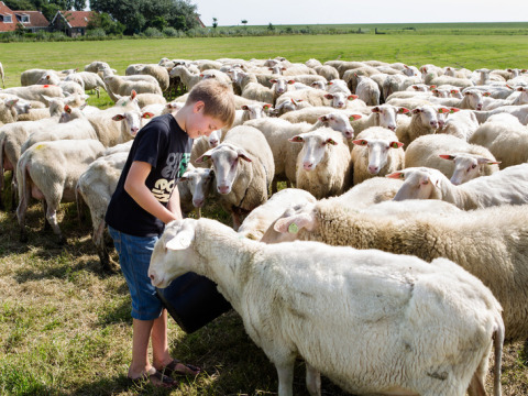 Niño alimentando un rebaño de ovejas en un campo del parque vacacional Feather Down De Zeekraal Terschelling, Frisia, Países Bajos.