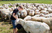Niño alimentando un rebaño de ovejas en un campo del parque vacacional Feather Down De Zeekraal Terschelling, Frisia, Países Bajos.