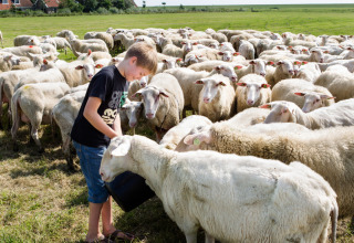 Niño alimentando un rebaño de ovejas en un campo del parque vacacional Feather Down De Zeekraal Terschelling, Frisia, Países Bajos.