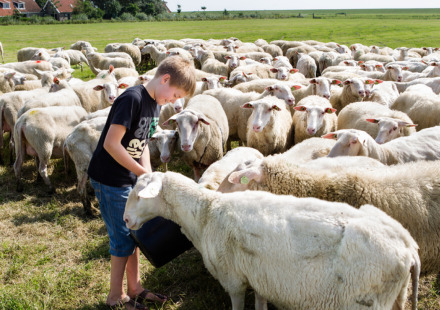 Jongen voert een kudde schapen op het veld bij Feather Down De Zeekraal Terschelling vakantiepark in Friesland.
