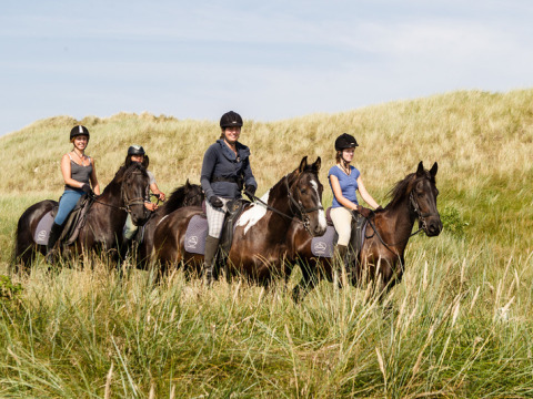 Four riders on horseback enjoy a scenic ride through grassy dunes at Feather Down De Zeekraal, Friesland.