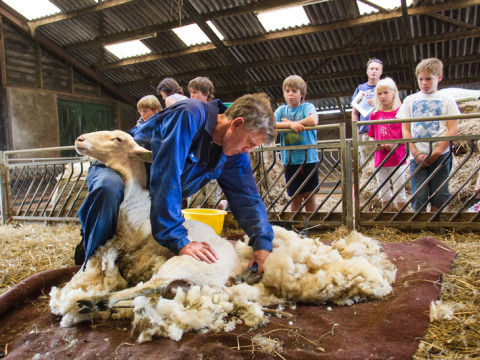 A man shearing a sheep inside a barn, watched by children and adults behind a metal fence at a farm.