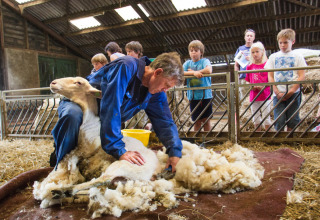 A man shearing a sheep inside a barn, watched by children and adults behind a metal fence at a farm.