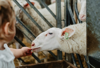 Een kind voert een schaap door het hek bij Feather Down De Zeekraal Terschelling vakantiepark in Friesland, Nederland.