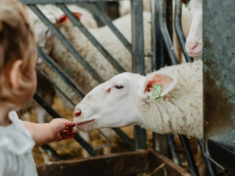 Een kind geeft een schaap eten door het hek bij Feather Down De Zeekraal Terschelling, Friesland, Nederland.