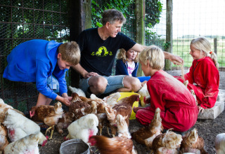 Family feeding chickens together in an enclosure at Feather Down De Zeekraal Terschelling, Friesland, Netherlands.