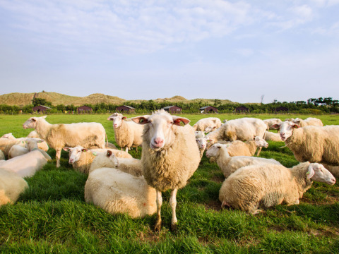 Un rebaño de ovejas pasta y descansa en el campo de Feather Down De Zeekraal Terschelling en Frisia, Países Bajos.