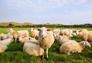 A flock of sheep grazes and rests in a pasture at Feather Down De Zeekraal Terschelling in Friesland, Netherlands.