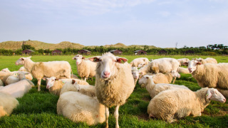 Un rebaño de ovejas pasta y descansa en el campo de Feather Down De Zeekraal Terschelling en Frisia, Países Bajos.