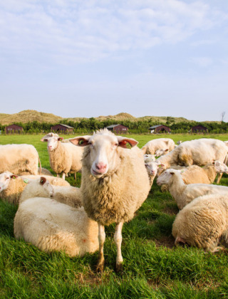En flok får græsser og hviler i en grøn mark ved Feather Down De Zeekraal Terschelling i Friesland, Holland.