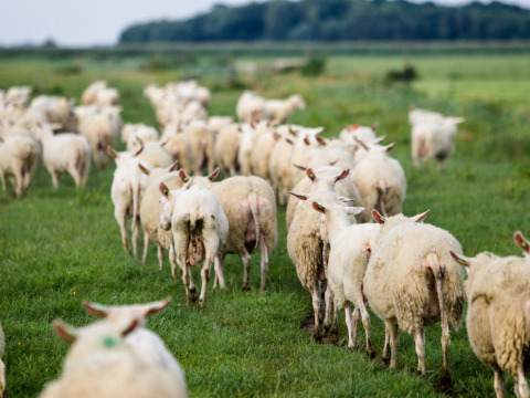 Eine Schafherde wandert über grüne Weiden im Feather Down De Zeekraal Terschelling, Friesland.