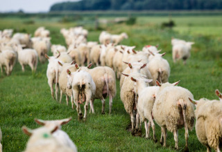 Un gregge di pecore cammina nei verdi pascoli di Feather Down De Zeekraal Terschelling, Friesland.