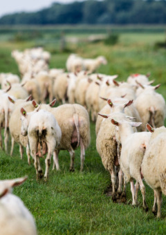Un rebaño de ovejas camina por los pastos verdes de Feather Down De Zeekraal Terschelling, Friesland.