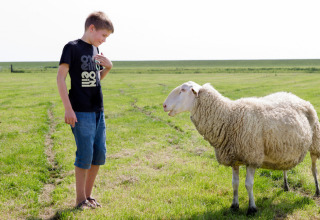 Dreng i sort T-shirt står på en græsmark og kigger på et får ved Feather Down De Zeekraal Terschelling.
