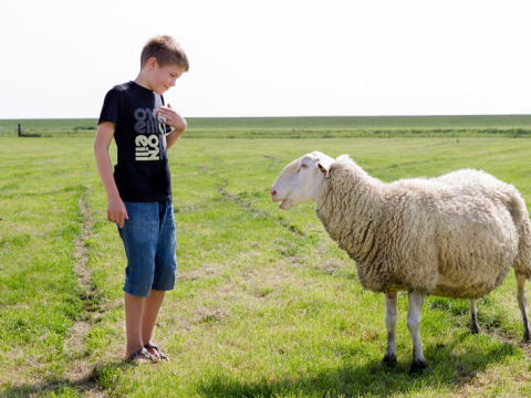 Jongen met zwart T-shirt kijkt naar een schaap op het grasveld bij Feather Down De Zeekraal Terschelling.