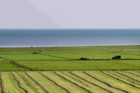 Un pré verdoyant avec des moutons et un véhicule près d'Oosterend, Frise, Pays-Bas, avec vue sur la mer.
