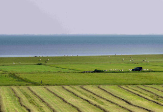 En fredelig grøn mark med får og en varevogn nær Oosterend, Friesland, med havet i baggrunden.
