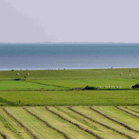 Un campo verde con ovejas y un vehículo cerca de Oosterend, Frisia, Países Bajos, junto al mar.