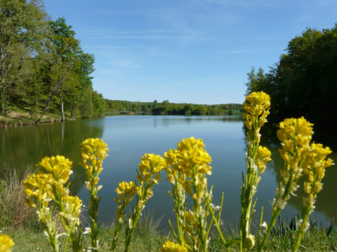 Vista de un lago tranquilo rodeado de árboles verdes y flores amarillas en Camping lac Aux Oiseaux en Occitanie, Francia.