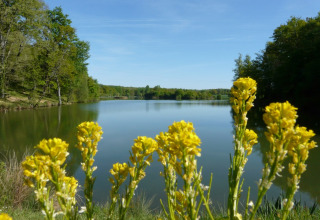 Udsigt over en rolig sø omgivet af grønne træer med gule vilde blomster i forgrunden ved Camping lac Aux Oiseaux.