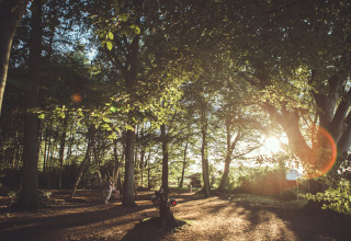 La luce del sole filtra tra gli alberi di una foresta tranquilla a Feather Down Het Wesselink, Salland, Overijssel.