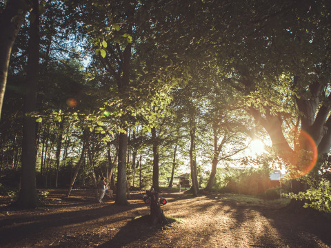 Sonnenlicht scheint durch Bäume in einem ruhigen Wald bei Feather Down Het Wesselink in Salland, Overijssel.