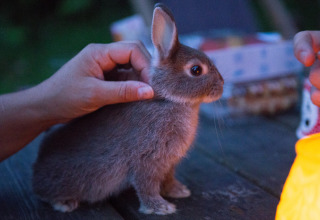 A grey rabbit sits on a table at Feather Down Het Wesselink in Salland, Overijssel, Netherlands.
