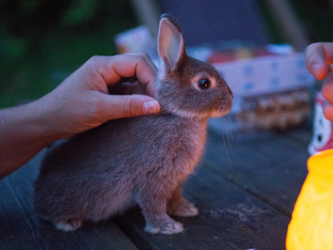 Un lapin gris est assis sur une table au Feather Down Het Wesselink à Salland, Overijssel, Pays-Bas.