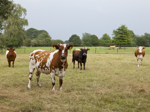 Vacas pastando en un campo de Feather Down Het Wesselink en Salland, un parque vacacional en Overijssel, Países Bajos.