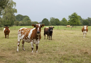 Des vaches paissent dans un pré à Feather Down Het Wesselink à Salland, parc de vacances en Overijssel, Pays-Bas.