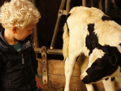 Un bambino dai capelli biondi ricci guarda un vitello bianco e nero nella fattoria Het Wesselink.