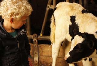 Een klein kind met krullend blond haar kijkt naar een zwart-wit kalf in vakantieboerderij Het Wesselink.