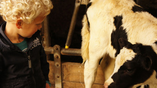 Un jeune enfant blond aux cheveux bouclés observe un veau noir et blanc dans la ferme de vacances Het Wesselink.