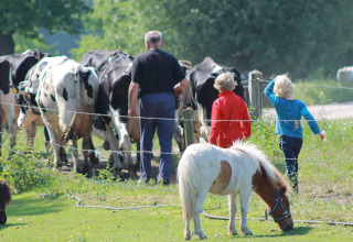 Deux enfants et un adulte près d'une clôture avec des vaches et un poney à Feather Down Het Wesselink.