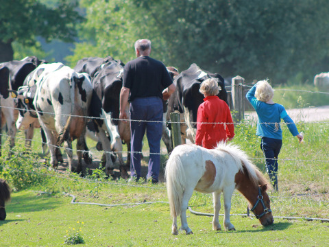 Zwei Kinder und ein Erwachsener beobachten Kühe und ein Pony auf Feather Down Het Wesselink in Salland.
