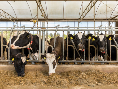 Schwarz-weiße Milchkühe fressen in einem modernen Stall bei Feather Down Het Wesselink in Salland, Overijssel.