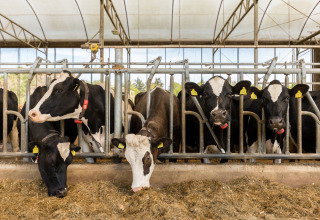 Black and white dairy cows eating feed inside a barn at Feather Down Het Wesselink in Salland, Overijssel.
