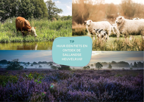 Collage with cows, sheep, and purple heathland in Sallandse Heuvelrug with cycling rental tip.