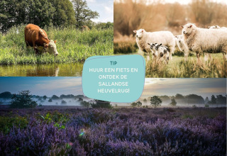 Collage with cows, sheep, and purple heathland in Sallandse Heuvelrug with cycling rental tip.