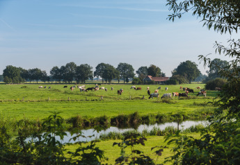 View of a green meadow with grazing cows, a canal and farmhouse at a glamping accommodation in summer.