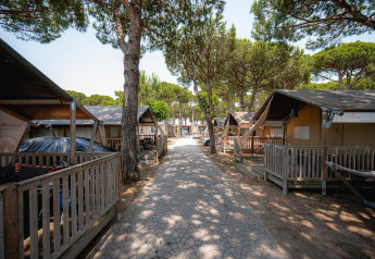 Pathway between Villatent Outback safari tents surrounded by tall trees and a clear sky above.