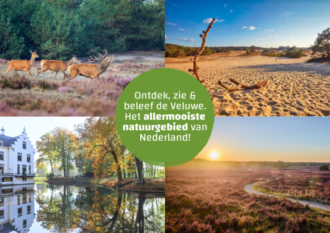 Fire billeder af natur og landskab i Veluwe, Holland, med hjorte, sandbanker, slot og skovområder.