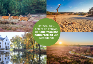 Cuatro imágenes de la Veluwe en los Países Bajos, mostrando ciervos, dunas de arena, un castillo y bosques.