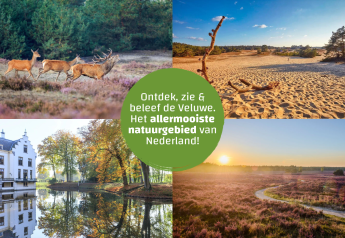 Cuatro imágenes de la Veluwe en los Países Bajos, mostrando ciervos, dunas de arena, un castillo y bosques.
