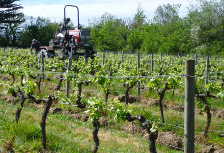 Vinmark nær Les Sables-d'Olonne i Pays de la Loire, Frankrig med traktor og arbejdere mellem vinstokke.