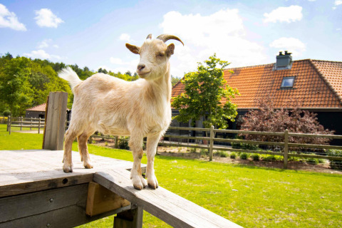 A goat standing on a wooden platform in front of a farmhouse, surrounded by greenery and a blue sky.