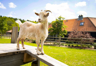 Een geit staat op een houten platform voor een boerderij, omringd door groen en een blauwe lucht.