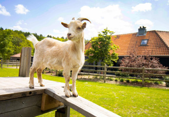 Een geit op een houten platform voor een boerderij, omringd door groen en een blauwe lucht.